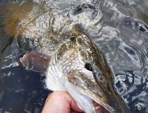 The last photo before the release of the beautifully built and colored pike, which did not resist my streamer!
