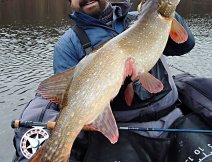 A beautiful golden trophy pike from a dam caught on a very cold November day on a large streamer imitating perch.